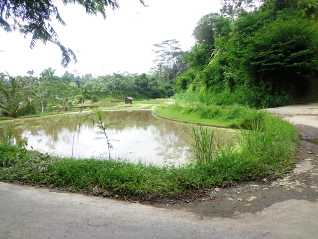 Tanah di Ubud dijual 17 Are View Bukit dan sungai  di Ubud Tegalalang