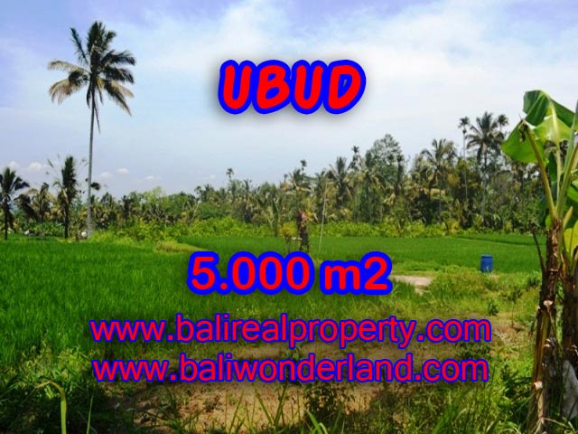 Jual tanah di Bali 5.000 m2 sawah dan tebing di Ubud Payangan