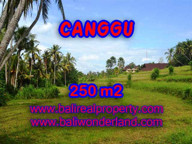 Tanah dijual di Bali 2,5 are di Canggu Pererenan