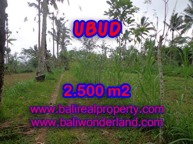 Jual tanah di Bali murah View tebing dan hutan di Ubud Tegalalang